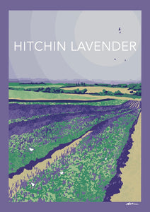 Hitchin Lavender Poster Print